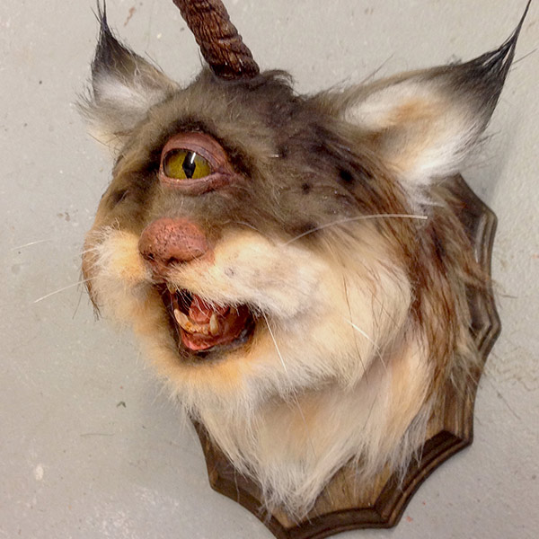 CYCLOPICORN CAT
