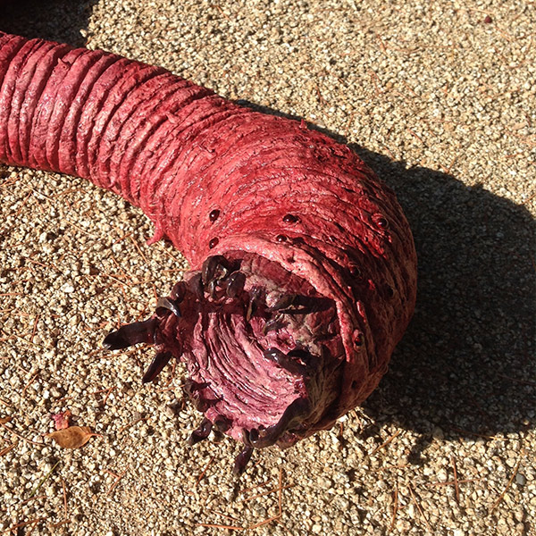 MONGOLIAN DEATH WORM